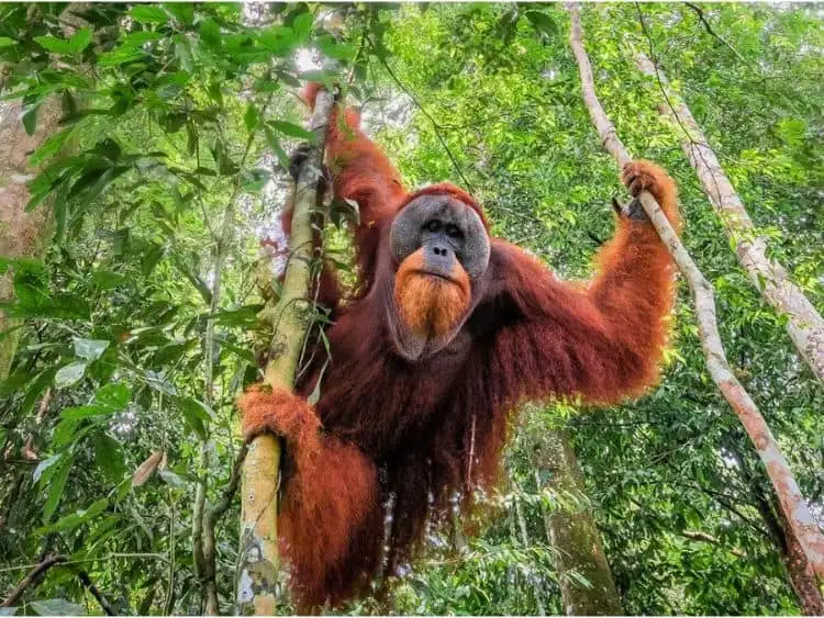Unforgettable Private Bukit Lawang Trekking Tour from Medan