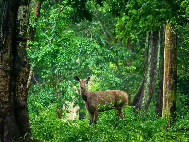 Private 2-Day Sandakan Wildlife Tour with River Cruise