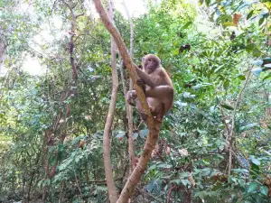 Wildlife Tours